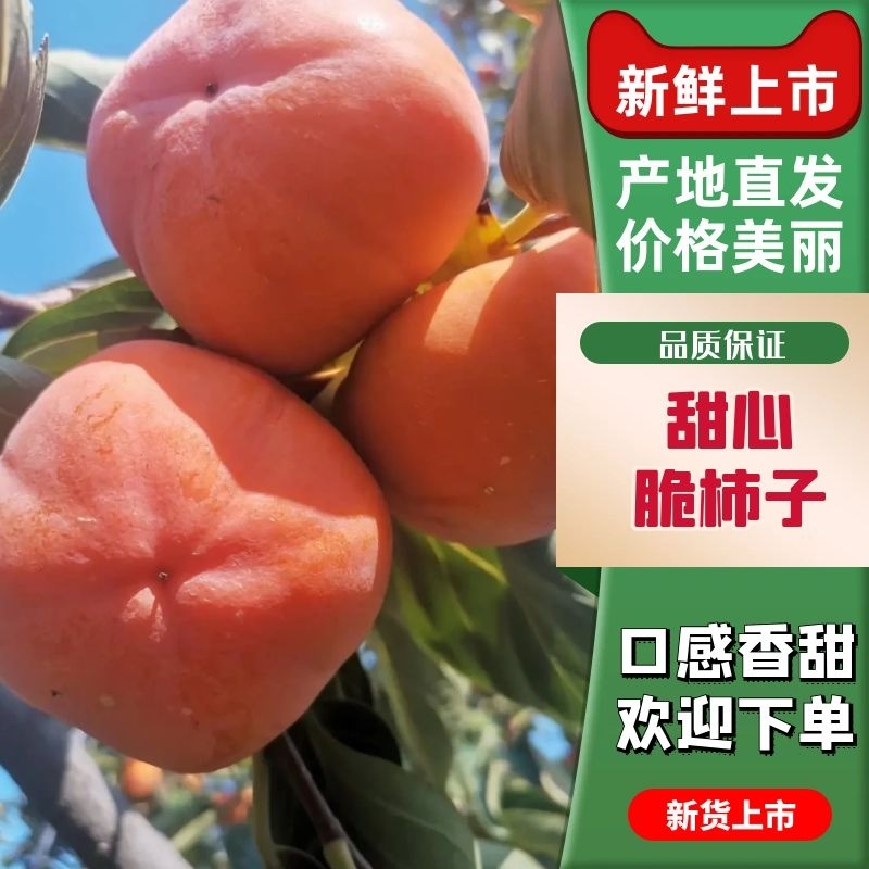 河北保定脆柿子产地交埸市场，现摘现发，市场设有冷库，量大