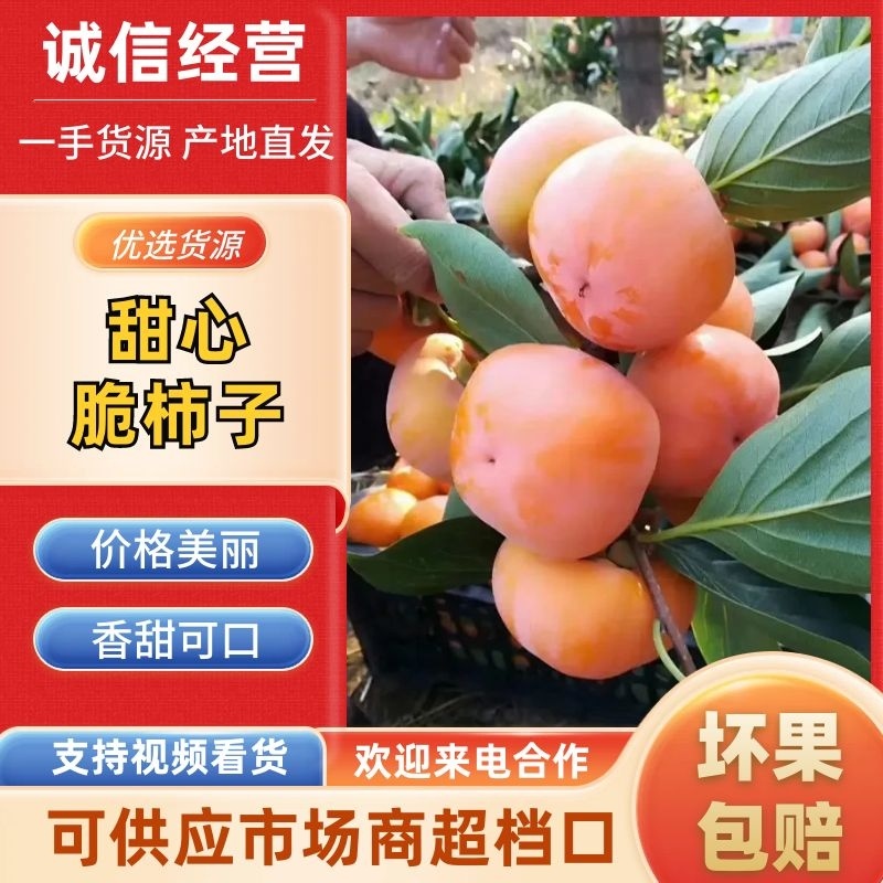 保定甜心脆柿子交易市场，设有冷库，货源充足，诚信为本