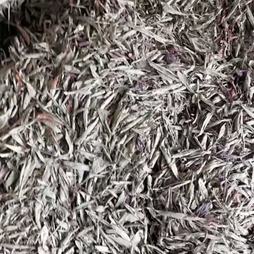 甜叶菊