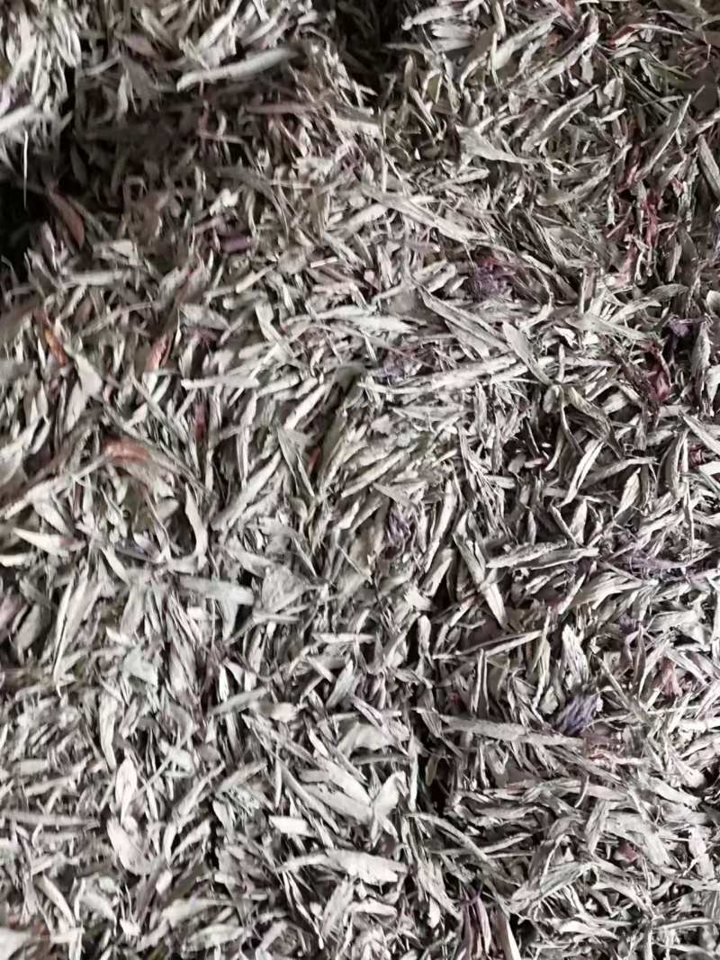 甜叶菊