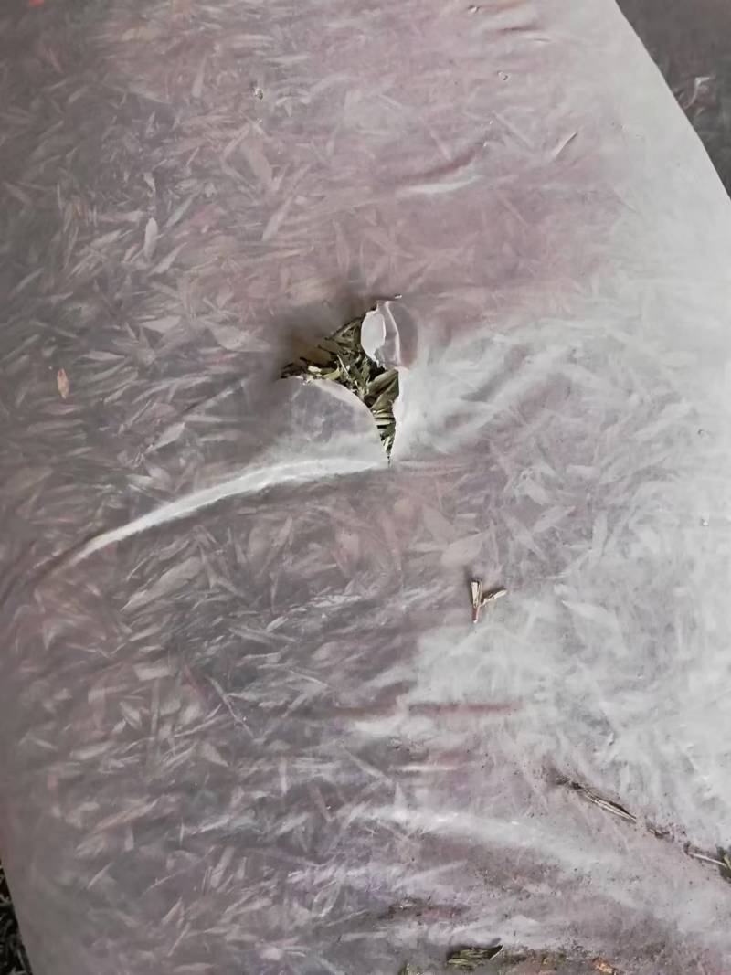 甜叶菊