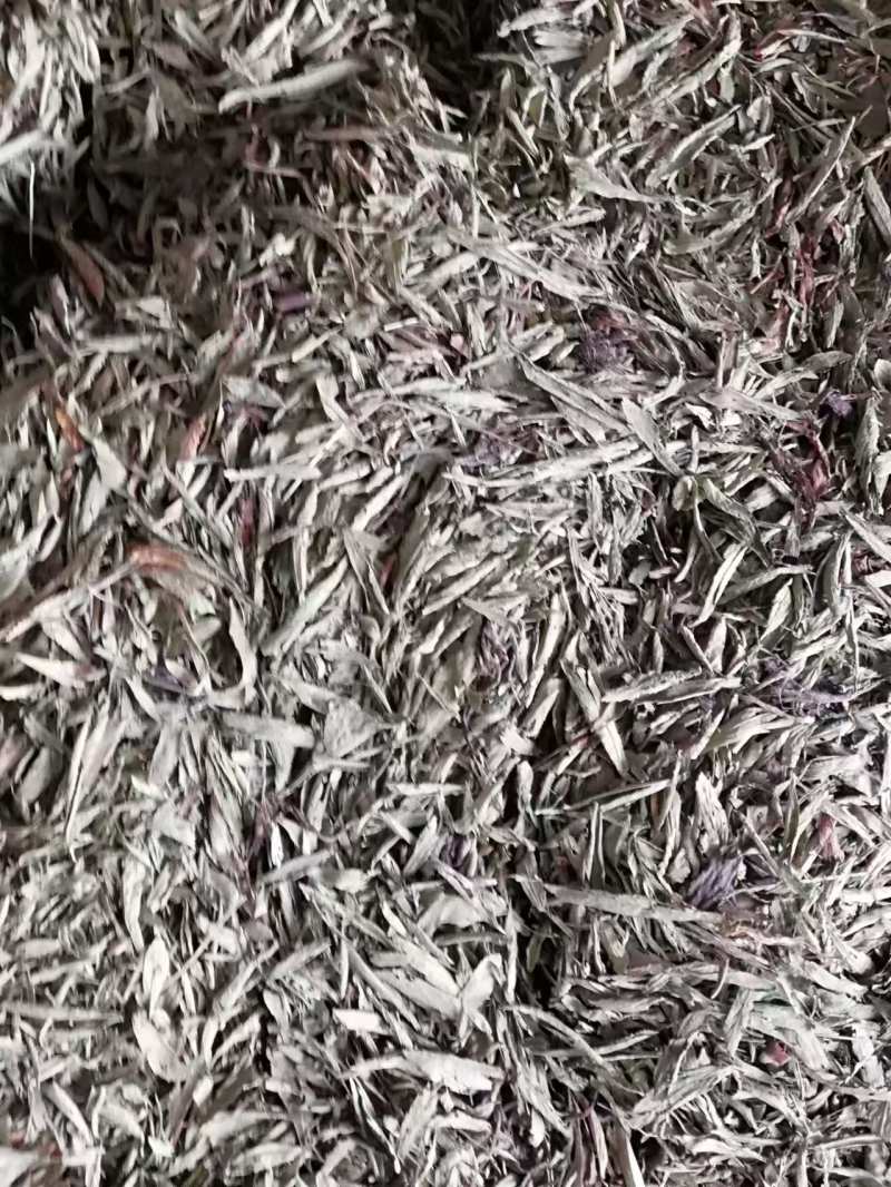 甜叶菊