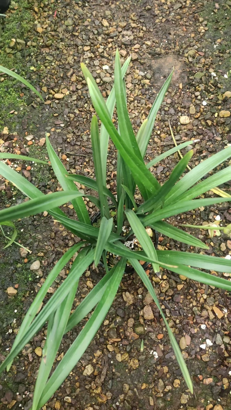 兰花/金荷兰花包指导漂亮好养好打理品质保障