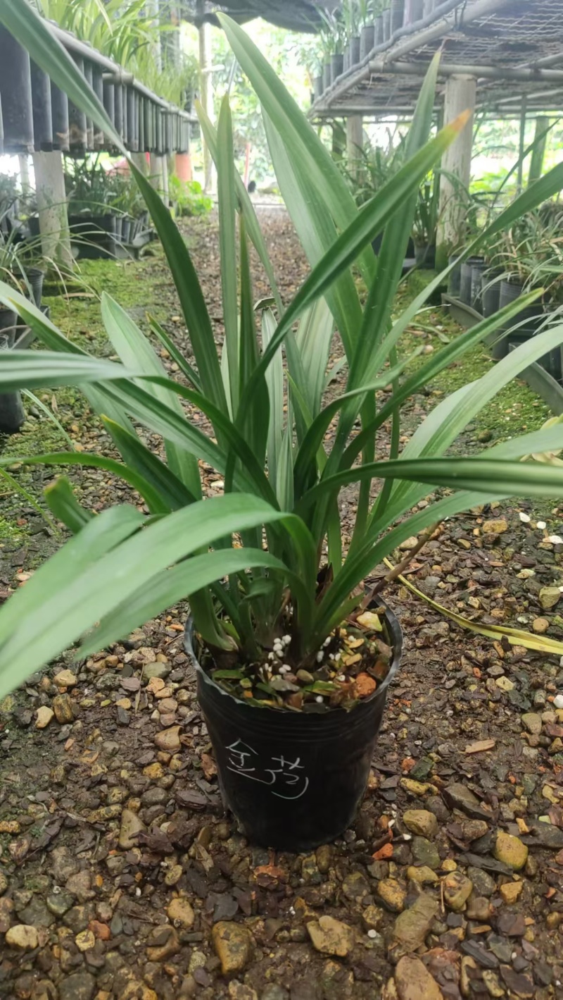 兰花/金荷兰花包指导漂亮好养好打理品质保障