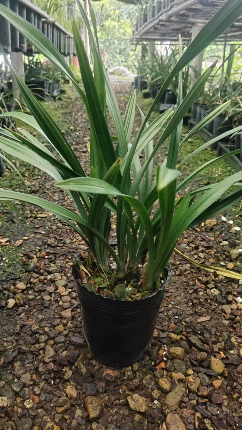 兰花/金荷兰花包指导漂亮好养好打理品质保障