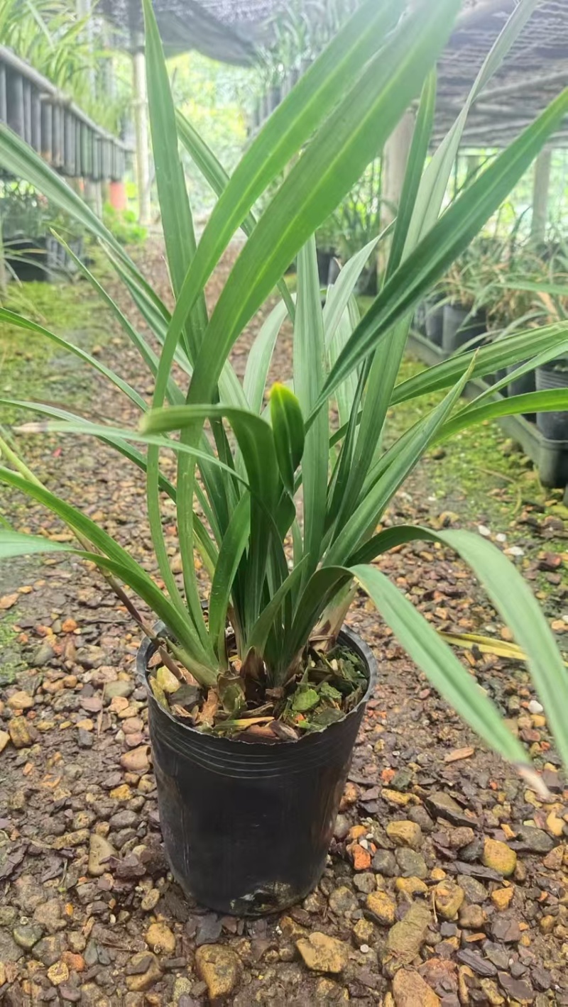 兰花/金荷兰花包指导漂亮好养好打理品质保障