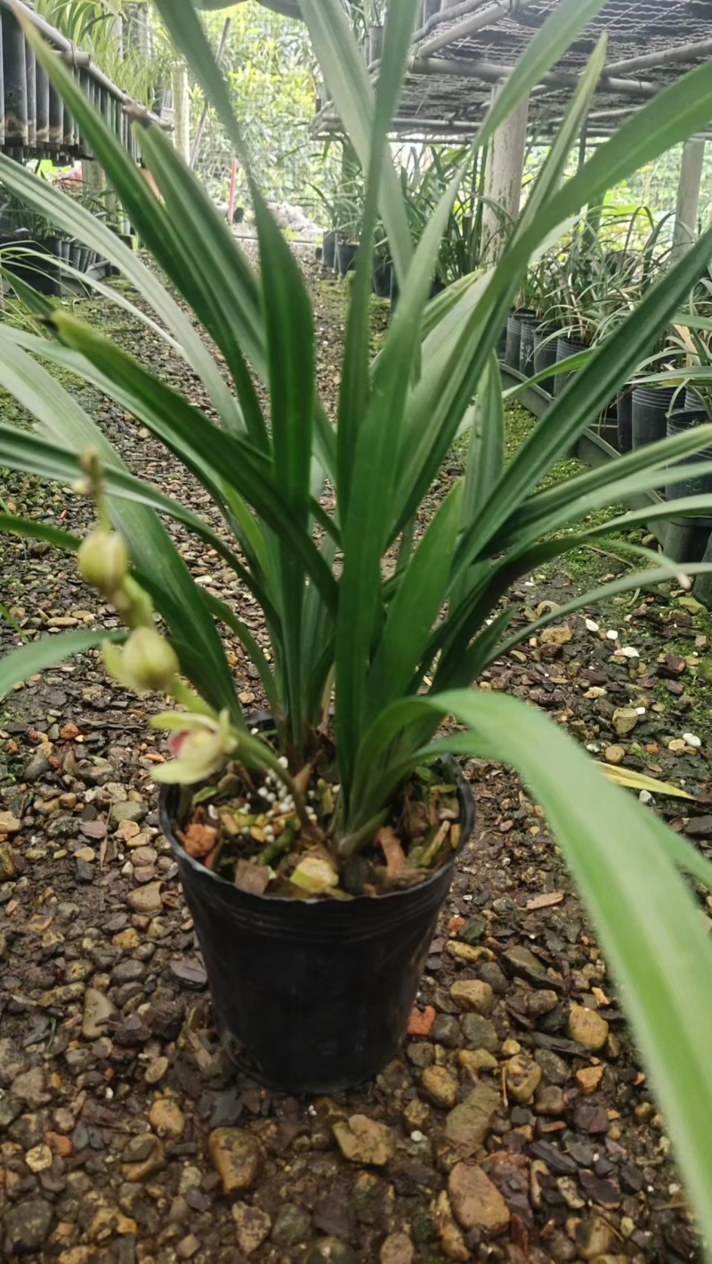 兰花/金荷兰花包指导漂亮好养好打理品质保障