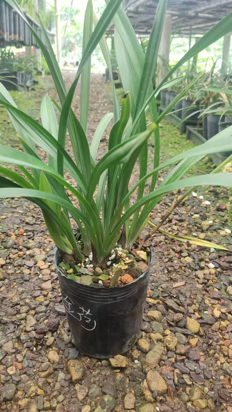 兰花/金荷兰花包指导漂亮好养好打理品质保障