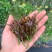 莓茶藤茶紫金莓茶紫牙莓茶产地货源一件代发