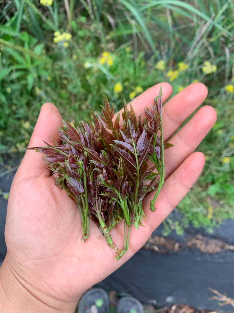 莓茶藤茶紫金莓茶紫牙莓茶产地货源一件代发