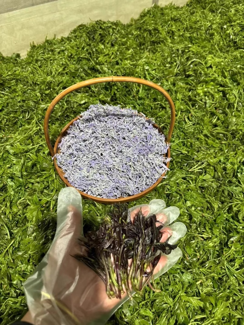 莓茶藤茶紫金莓茶紫牙莓茶产地货源一件代发