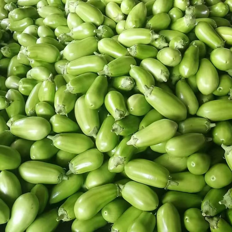【实力供货】精品青茄子大量上市中，产地一手货源对接各级批发商