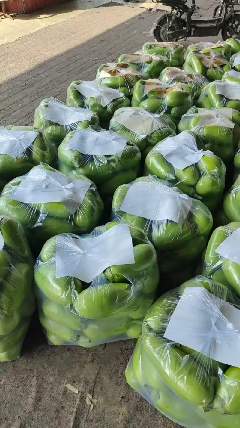 【实力供货】精品青茄子大量上市中，产地一手货源对接各级批发商