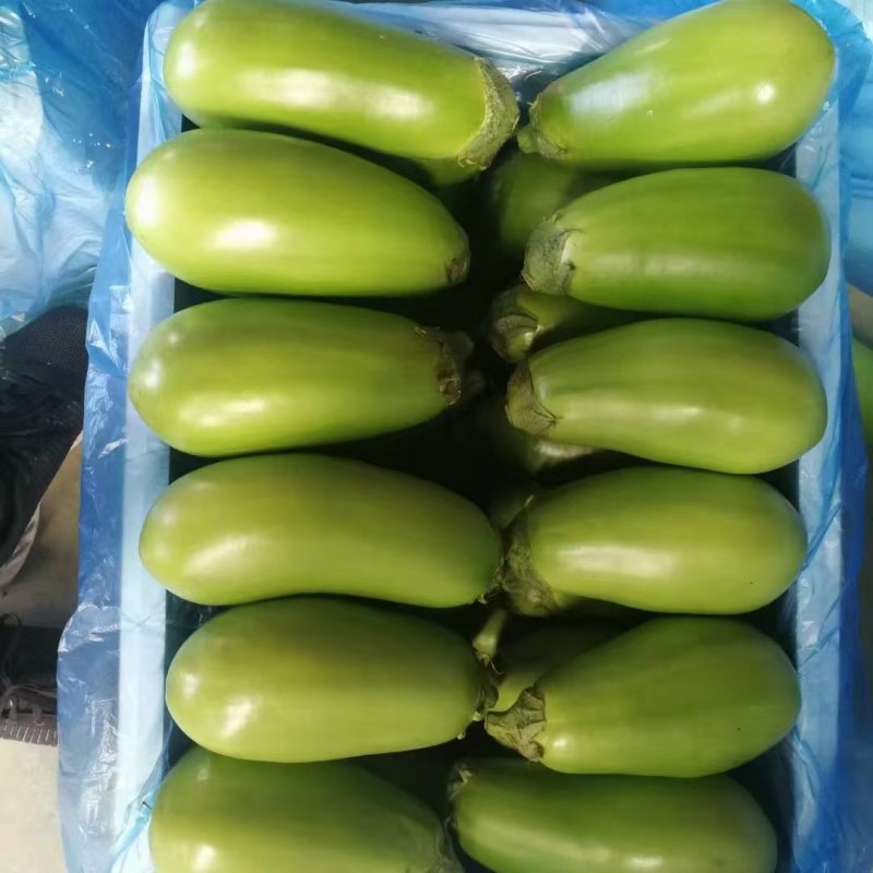 【实力供货】精品青茄子大量上市中，产地一手货源对接各级批发商