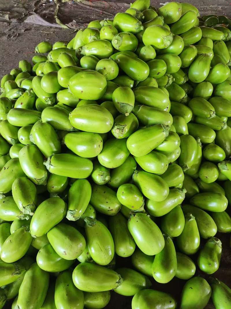 【实力供货】精品青茄子大量上市中，产地一手货源对接各级批发商