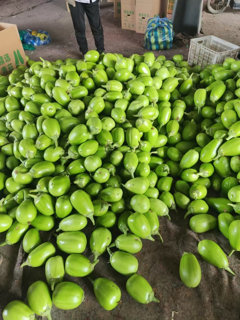 【实力供货】精品青茄子大量上市中，产地一手货源对接各级批发商