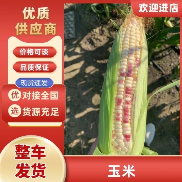 广东湛江新鲜水果糯玉米现摘现发大量有货水份充足欢迎来电