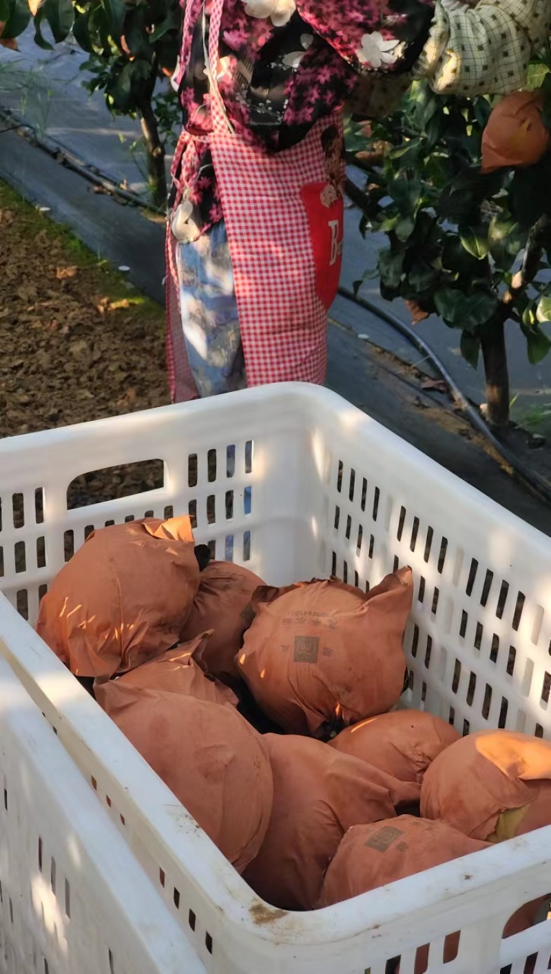 秋月梨/精品秋月梨保质保量产地直发欢迎各地客商洽谈合作