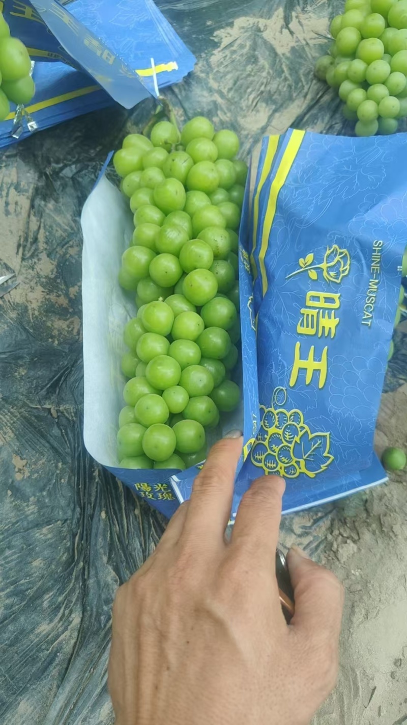 【阳光玫瑰】河北饶阳基地直供质量保证一手货源全国发货