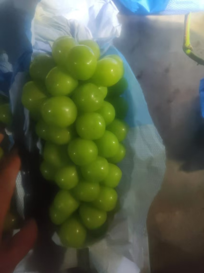 【阳光玫瑰】河北饶阳基地直供质量保证一手货源全国发货