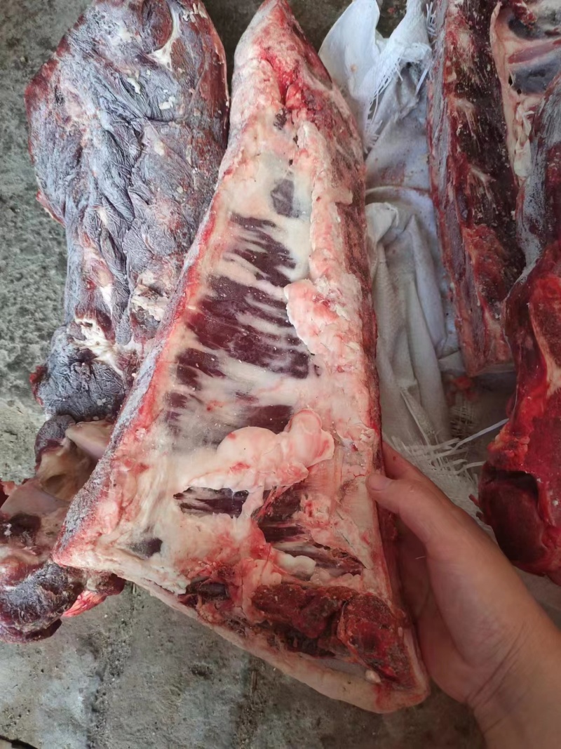 山东纯干鲁西黄牛肉价格优惠量大从优欢迎咨询