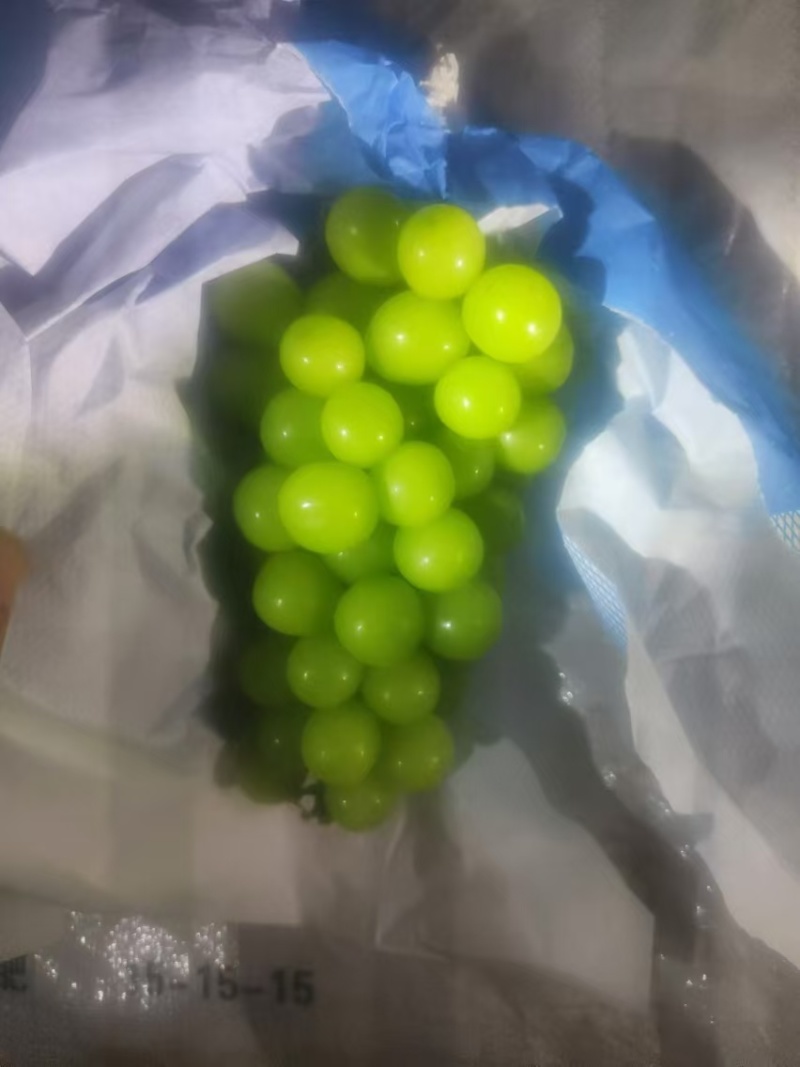 【阳光玫瑰】河北饶阳基地直供质量保证一手货源全国发货