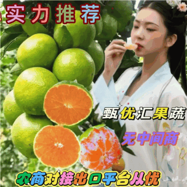 一件代发柑橘蜜桔产地一手货源无中间差对接商超