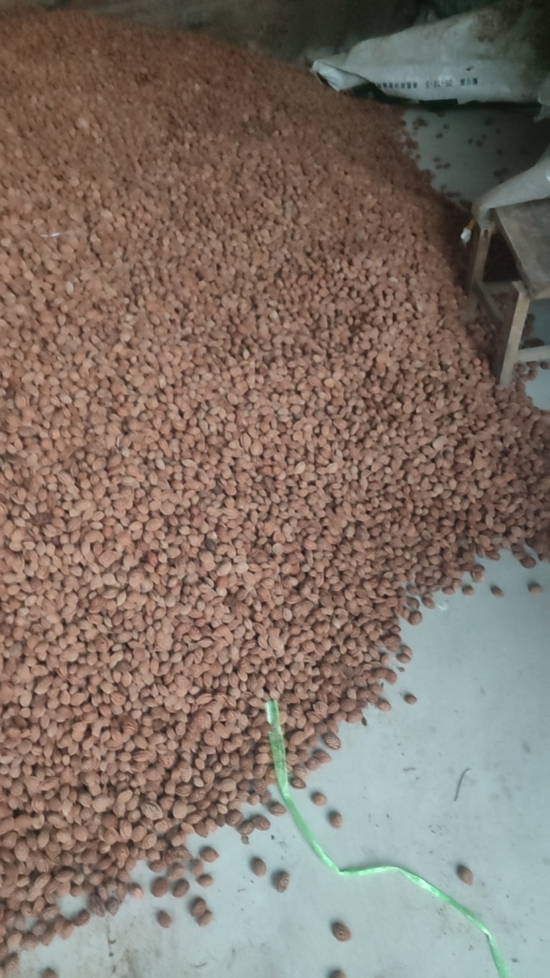 占地毛桃种子当年发芽率百分之九十支持全国发货