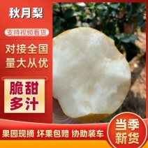 精品秋月梨，优质服务，礼盒包装，电商平台，水果市场