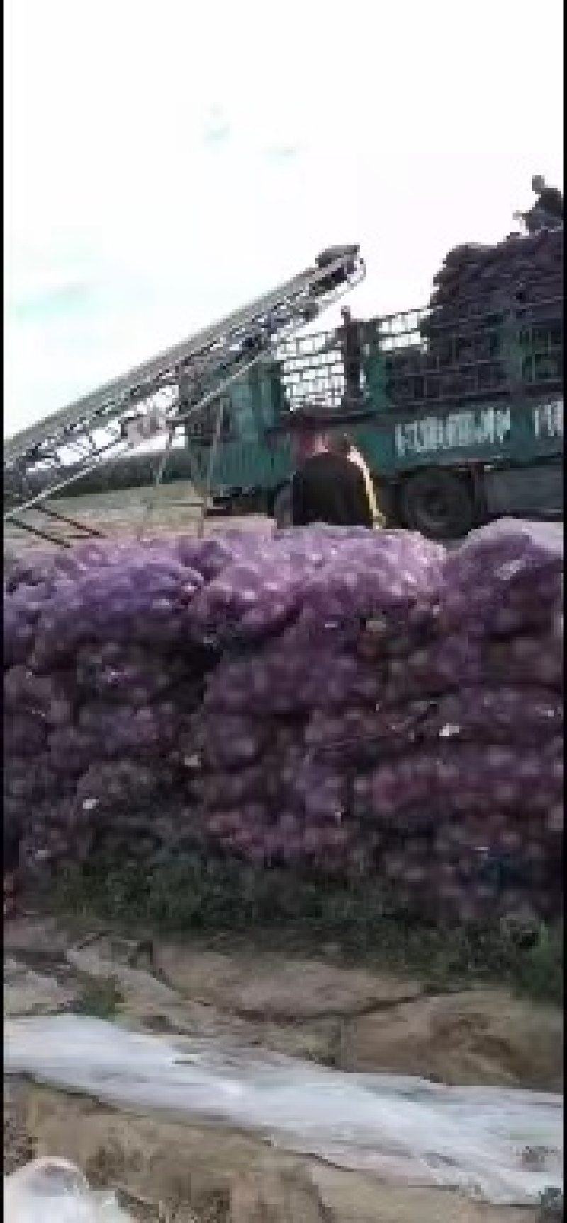 黄皮洋葱/各种洋葱欢迎各地客商洽谈合作视频看货