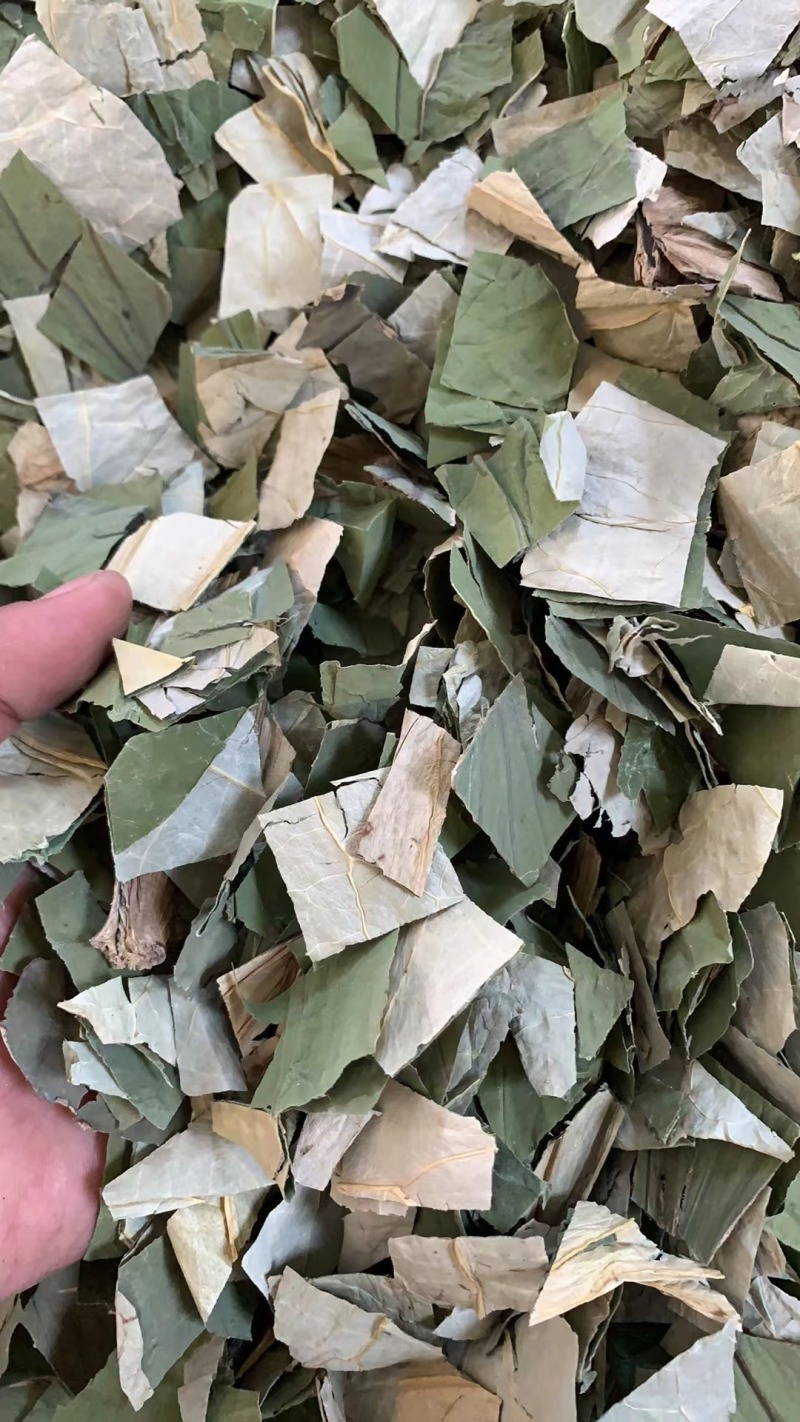 清新荷叶，采摘新鲜，品质保证多年老店稳定供货