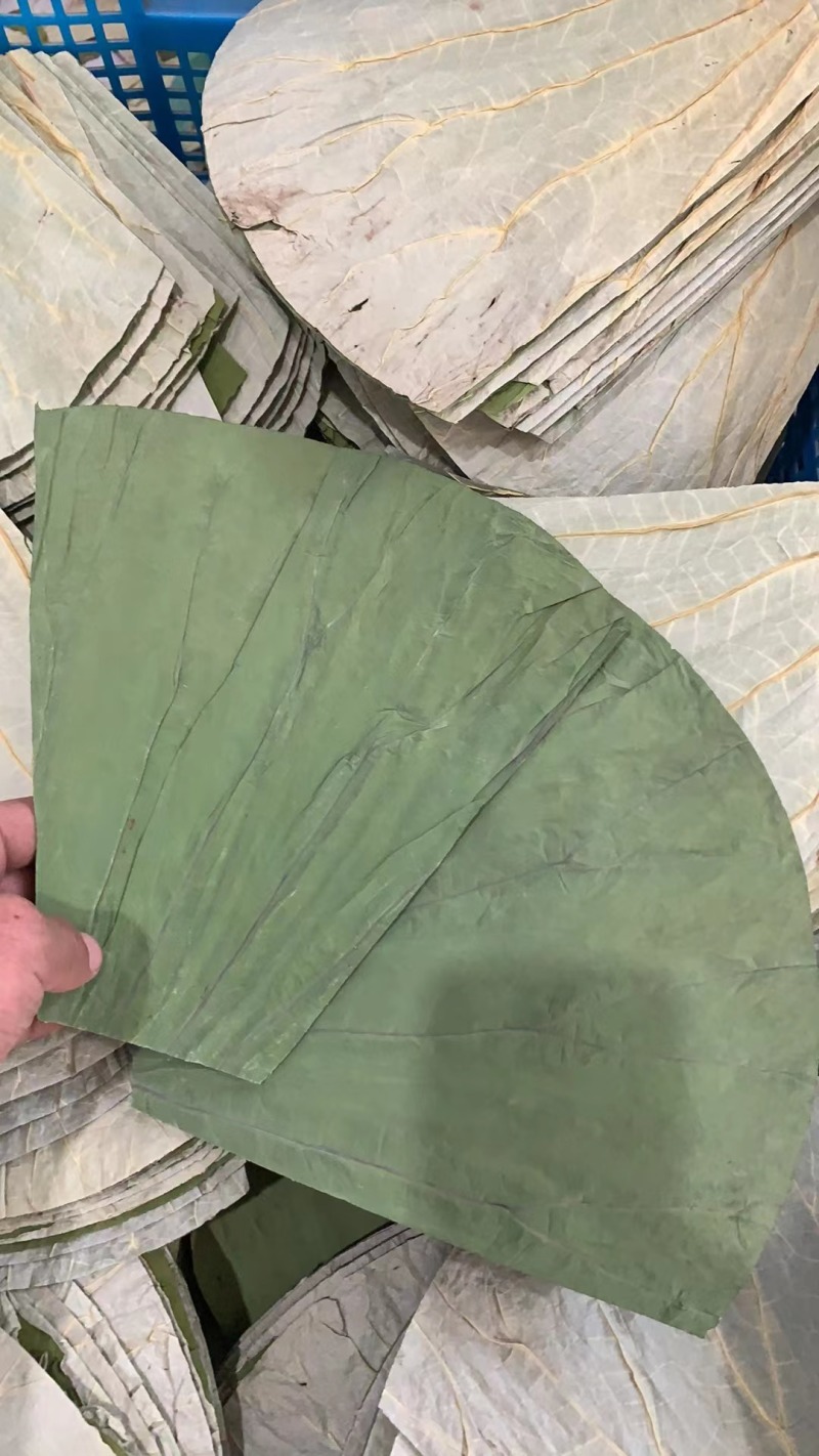 清新荷叶，采摘新鲜，品质保证多年老店稳定供货