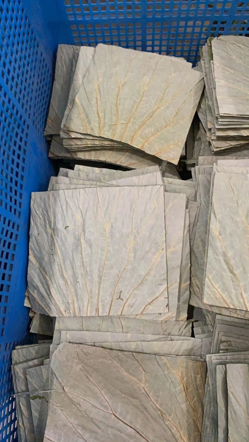 清新荷叶，采摘新鲜，品质保证多年老店稳定供货