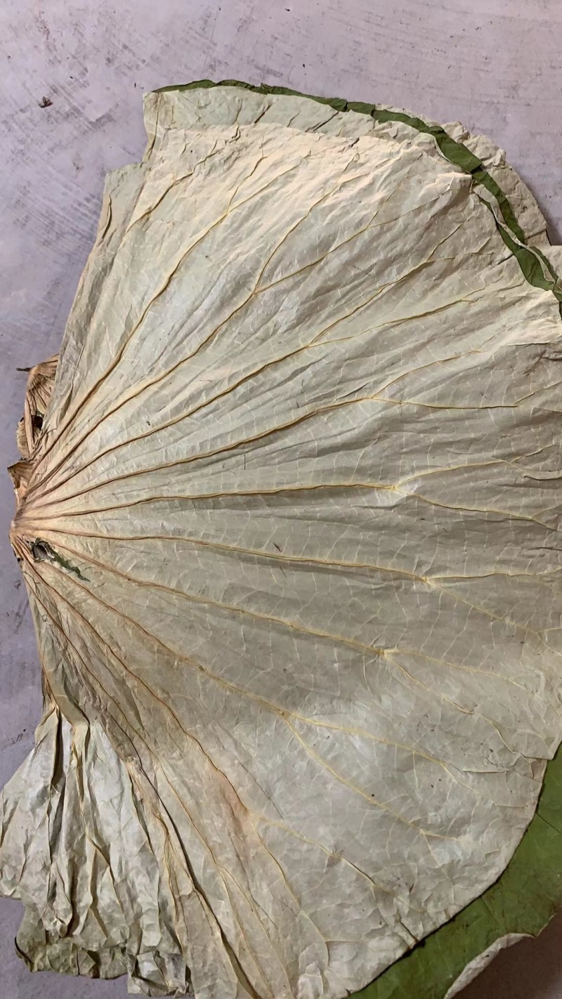 产地荷叶，直销，整张荷叶，各种荷叶切片，等湖产品