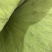 产地荷叶，直销，整张荷叶，各种荷叶切片，等湖产品