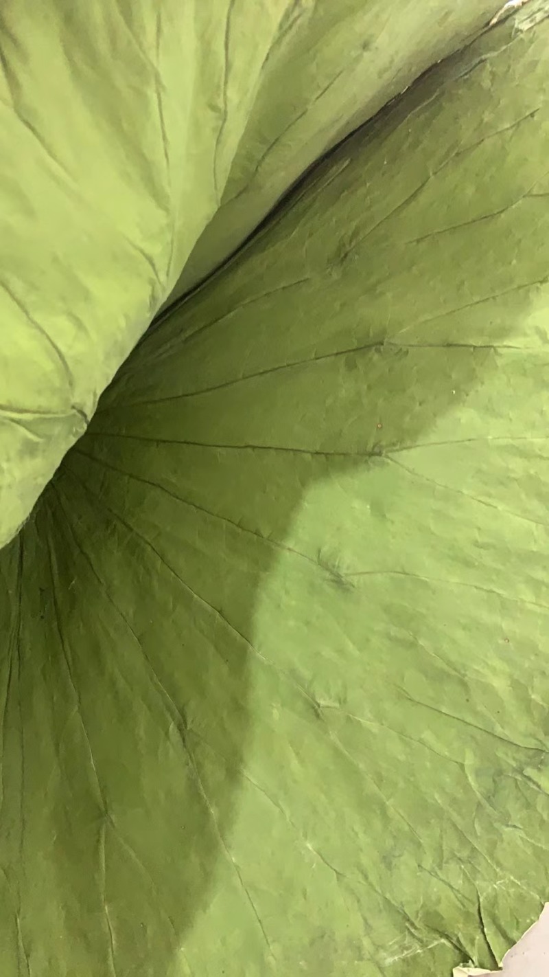 产地荷叶，直销，整张荷叶，各种荷叶切片，等湖产品