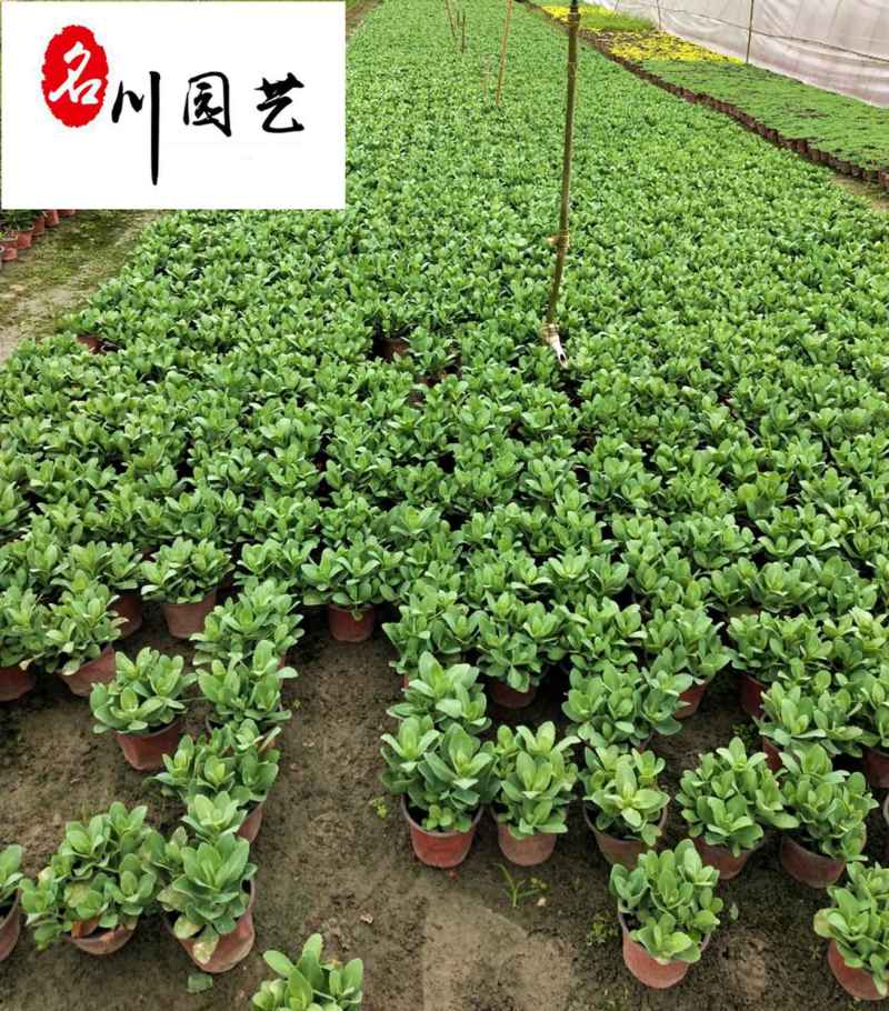 八宝景天杯苗批发成都八宝景天基地直供量大价优