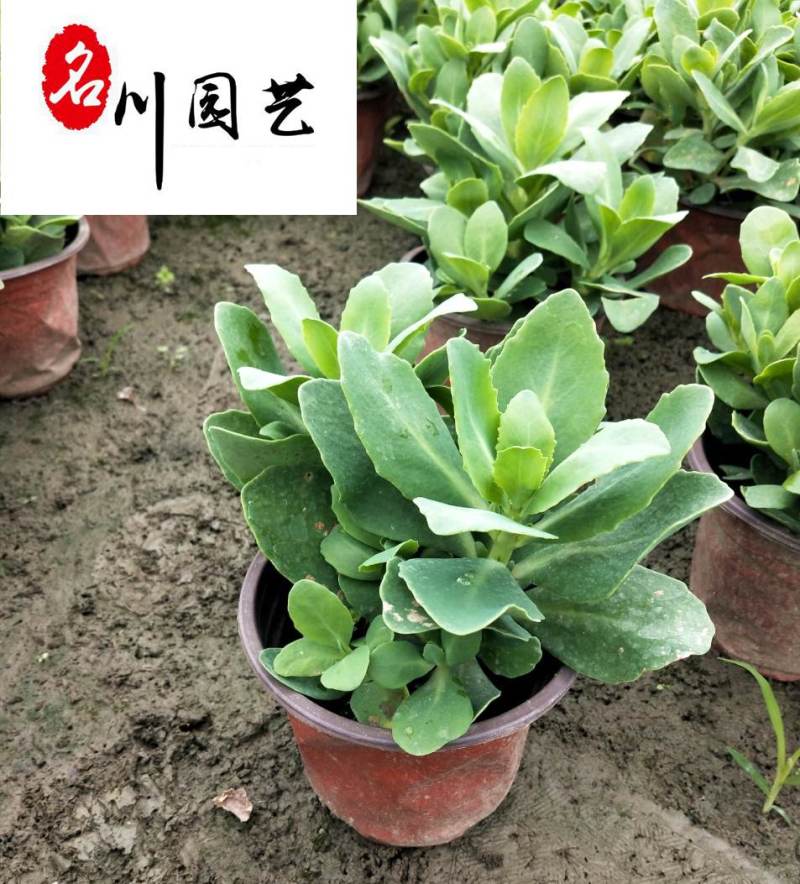 八宝景天杯苗批发成都八宝景天基地直供量大价优