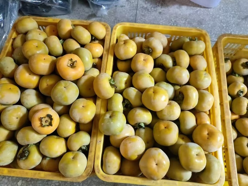 甜柿脆柿子代收一条龙产地直发一手货源