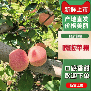 山西平遥【嘎啦苹果】脆甜可口皮薄，果肉细腻，果面光泽