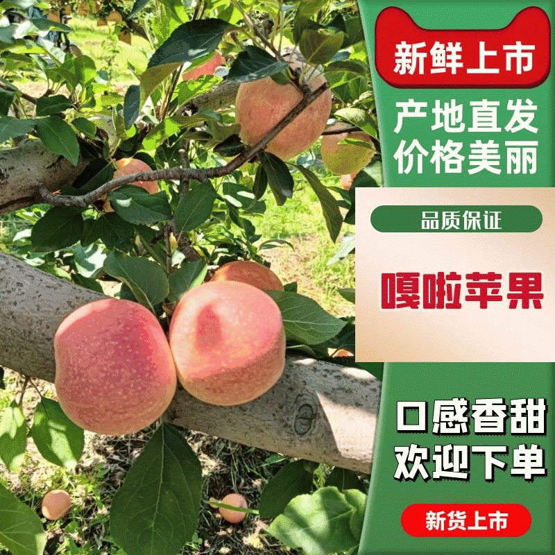 山西平遥【嘎啦苹果】脆甜可口皮薄，果肉细腻，果面光泽