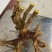 （精品）十大功劳现挖现卖视频看货有需要的老板速度下单咯