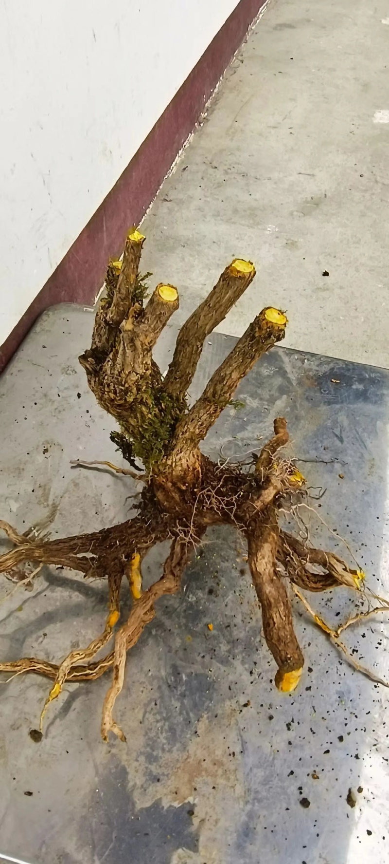 （精品）十大功劳现挖现卖视频看货有需要的老板速度下单咯