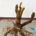 （精品）十大功劳现挖现卖视频看货有需要的老板速度下单咯