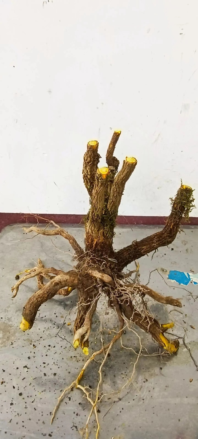 （精品）十大功劳现挖现卖视频看货有需要的老板速度下单咯