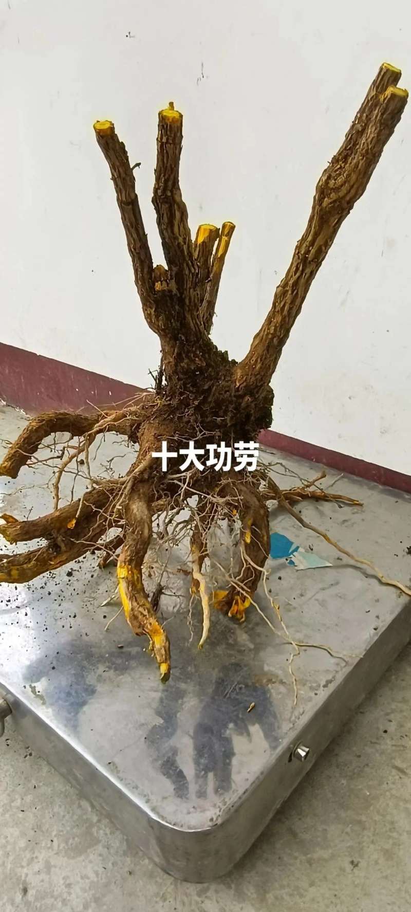 （精品）十大功劳现挖现卖视频看货有需要的老板速度下单咯
