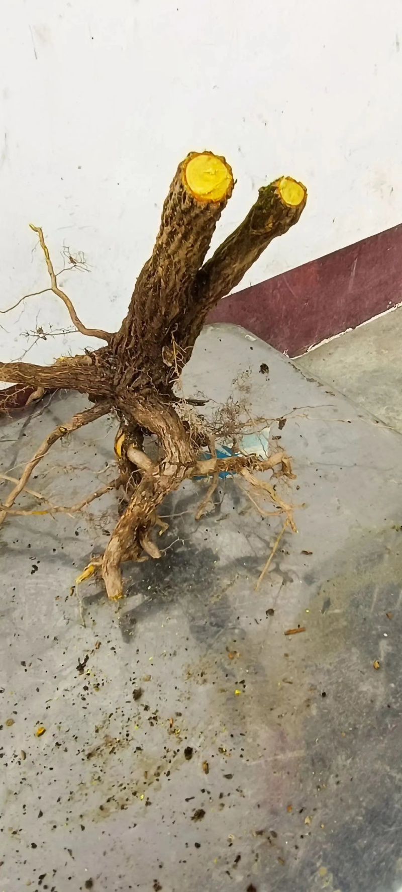 （精品）十大功劳现挖现卖视频看货有需要的老板速度下单咯