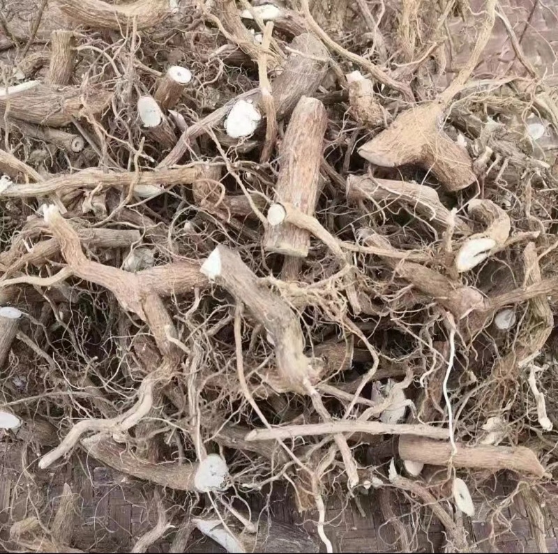 （精品）臭牡丹根现挖现卖视频看货有需要的老板速度下单咯