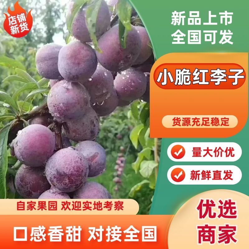 四川汉源高山脆红李百万斤规模种植基地欢迎各位老板前来咨询