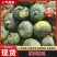 板栗南瓜，内蒙古板栗南瓜，大量现货精品供应